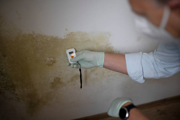 Best Commercial Mold Removal  in Palm Beach Gardens, FL
