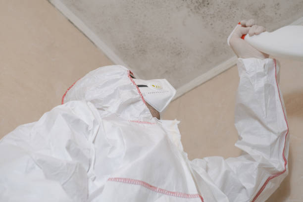 Best Attic Mold Removal  in Palm Beach Gardens, FL