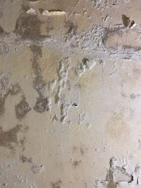 Best Residential Mold Removal  in Palm Beach Gardens, FL